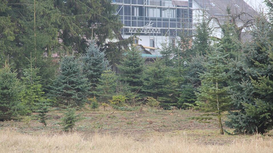 Eine Brache haben Arbeiter in die Christbaumplantange geschlagen. Die Polizei stoppte die weitere Abholzung.