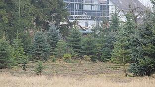 Eine Brache haben Arbeiter in die Christbaumplantange geschlagen. Die Polizei stoppte die weitere Abholzung.