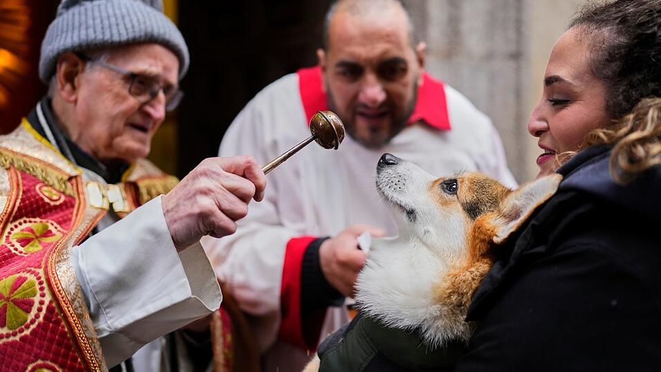 Vor allem Hunde und Katzen werden von ihren Haltern zur Segnung vor der Kirche San Ant&oacute;n in Madrid gebracht.