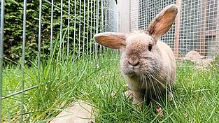 Kaninchen sind besonders hitzeempfindlich. Befinden sich Kaninchen im Au&szlig;engehege, sollten Halter unbedingt auf Pl&auml;tze m&ouml;glichst im Vollschatten achten.