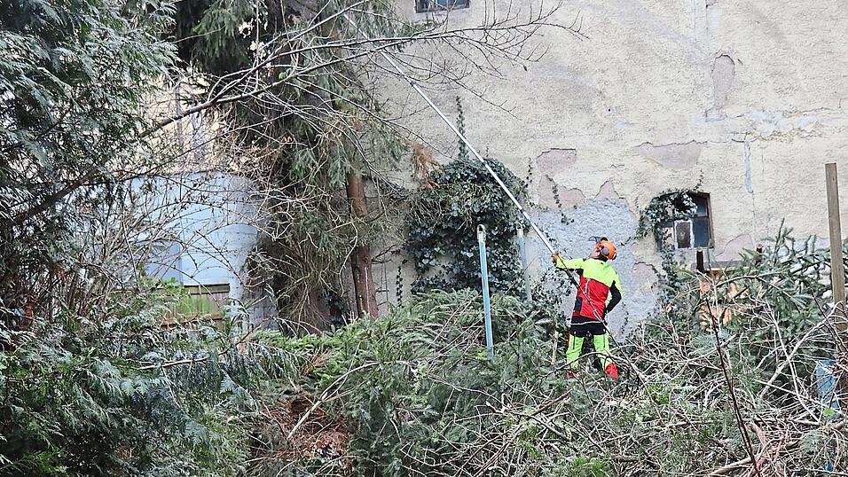 Die Rodungsarbeiten haben begonnen: Hier wird ein Baum gef&auml;llt, der laut einer Anwohnerin knapp nicht unter die Baumschutzverordnung f&auml;llt.