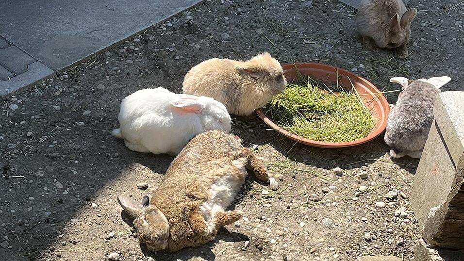 Was für ein Leben: Die Kaninchen genießen die Sonne. Was für ein Leben: Die Kaninchen genießen die Sonne.