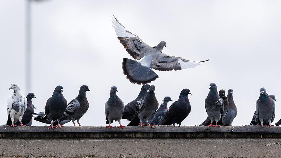 Weil die Schäden und Verschmutzungen durch verwilderte Tauben zunehmen, wurde nun eine Verordnung zu deren Bekämpfung erlassen. Weil die Schäden und Verschmutzungen durch verwilderte Tauben zunehmen, wurde nun eine Verordnung zu deren Bekämpfung erlassen.
