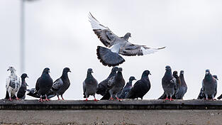 Weil die Schäden und Verschmutzungen durch verwilderte Tauben zunehmen, wurde nun eine Verordnung zu deren Bekämpfung erlassen.