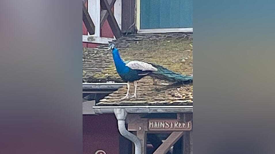 Die Pfauen von Pullman City sind jetzt ganz ohne Besucher auf dem Gelände.