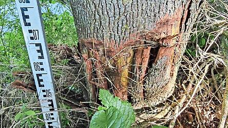 Die Schäden an diesem Ahorn sind erheblich. Der Baum muss deshalb gefällt werden.