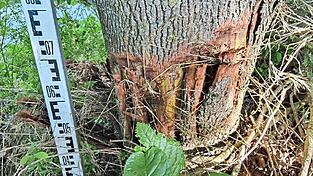 Die Schäden an diesem Ahorn sind erheblich. Der Baum muss deshalb gefällt werden.