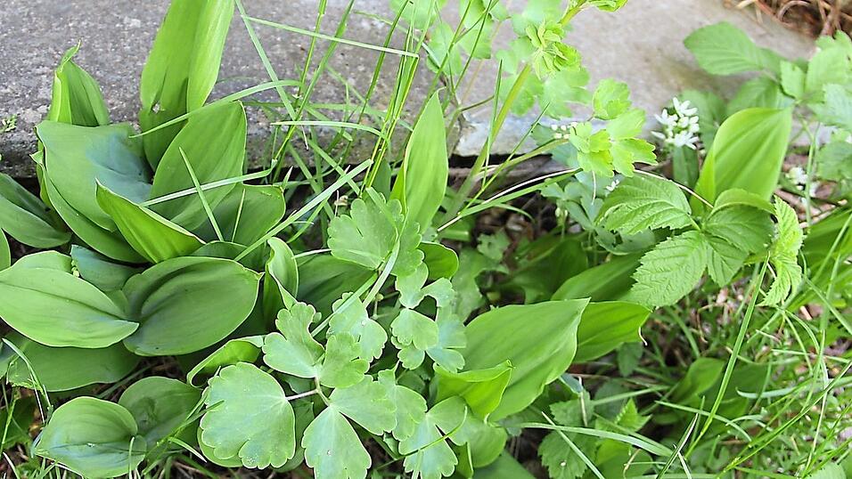Der B&auml;rlauch bl&uuml;ht inmitten von Maigl&ouml;ckchen. Ein Fehler beim Pfl&uuml;cken k&ouml;nnte hier fatal sein.