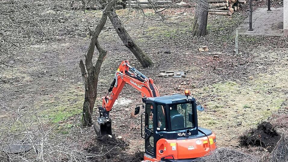 Gegraben wurde teils bis dicht an den Stamm heran, wie die Bilder eines Anwohners zeigen.