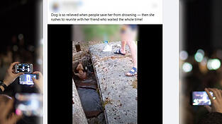 Videos, auf denen augenscheinlich die Rettung eines Tiers zu sehen ist, sind derzeit der Renner auf Social Media und Video-Plattformen. Doch Netzexperten warnen: Viele der vermeintlichen Helden sind wohl in Wahrheit Täter. (Symbolbild) Videos, auf denen augenscheinlich die Rettung eines Tiers zu sehen ist, sind derzeit der Renner auf Social Media und Video-Plattformen. Doch Netzexperten warnen: Viele der vermeintlichen Helden sind wohl in Wahrheit Täter. (Symbolbild)