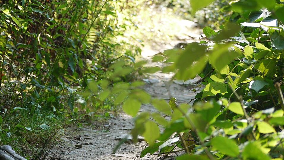 Wunderschönes Ausflugsziel in Passau: die Halser Ilzschleifen. Wunderschönes Ausflugsziel in Passau: die Halser Ilzschleifen.