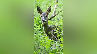 Geht es nach den Grünen, müssen Rehe bald auch nachts aufpassen.