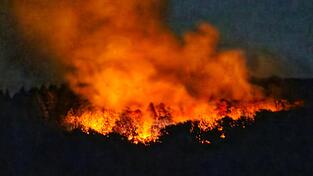 In der Nacht brannte es lichterloh in dem Waldgebiet in Rheinland-Pfalz.