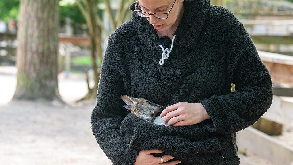 Das&nbsp;K&auml;nguru-Jungtier Elli schaut aus dem Pulli von Tierpark-Chefin Nicole Hoffmeister.