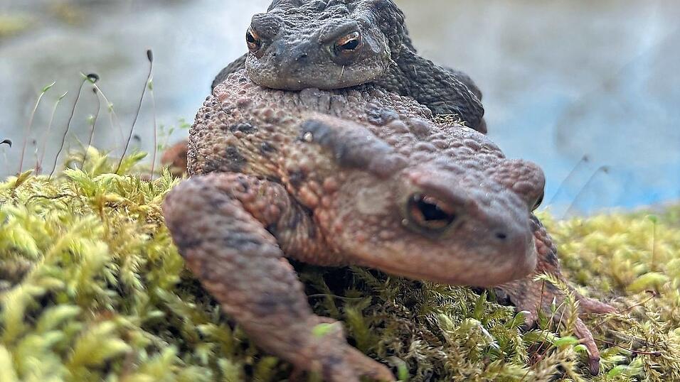 774 Kr&ouml;ten wurden eingesammelt - ein Rekordergebnis.