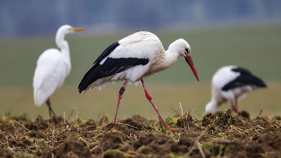 Wenn die Winter w&auml;rmer werden, finden Wei&szlig;st&ouml;rche auch hierzulande genug Nahrung.
