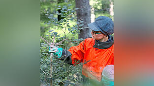 Verbissschutz f&uuml;r junge Wei&szlig;tannen: Diese Freiwillige bringt ein Verbissschutzmittel gegen Winter-Wildverbiss durch Reh- und Gamswild an.