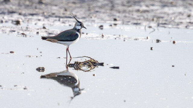 Vanellus vanellus - der lateinische Name für den selten gewordenen Kiebitz. Vanellus vanellus - der lateinische Name für den selten gewordenen Kiebitz.