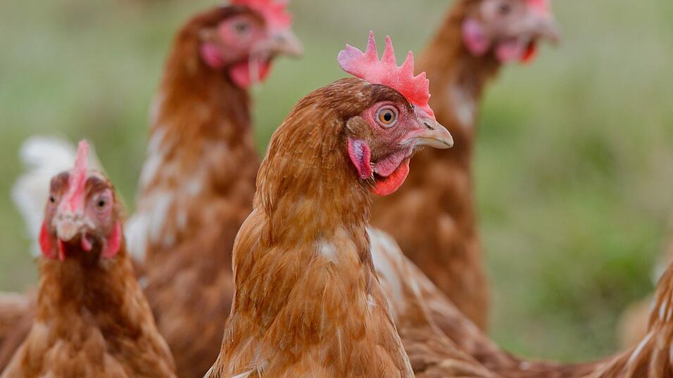Legehennen auf einer Wiese. Auch der Landrat hält Hühner. Legehennen auf einer Wiese. Auch der Landrat hält Hühner.