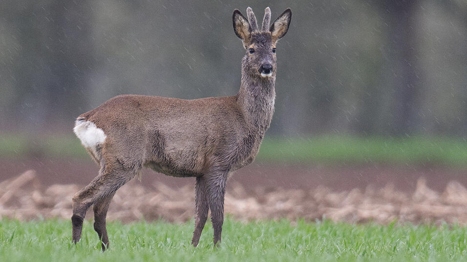 Ein Rehbock ist im Kreis Passau Opfer von Jagdwilderei geworden. (Symbolbild)