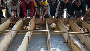 Meerschweinchenrennen gehören in mehreren Regionen Ecuadors zu den Volksbräuchen. Meerschweinchenrennen gehören in mehreren Regionen Ecuadors zu den Volksbräuchen.