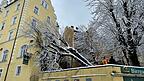 Die umgestürzte Kastanie im Biergarten des ehemaligen Sausalitos. Die umgestürzte Kastanie im Biergarten des ehemaligen Sausalitos.