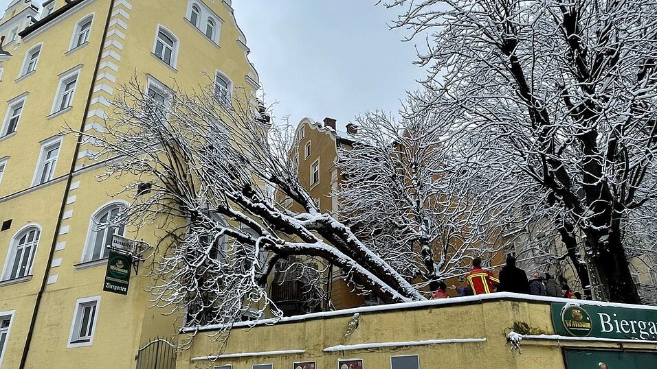 Die umgest&uuml;rzte Kastanie im Biergarten des ehemaligen Sausalitos.
