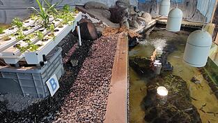 Von Aquaponik im Hofer Zoo profitieren etwa Buschschliefer