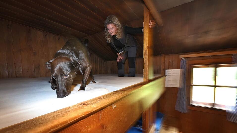 Bettwanzen-Spürhund Linus schnüffelt durch die Betten, begleitet von Hundeführerin Laura Pannasch. Bettwanzen-Spürhund Linus schnüffelt durch die Betten, begleitet von Hundeführerin Laura Pannasch.