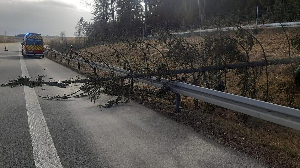 Ein Baum auf der B15-neu sorgte für leichte Verkehrsbeeinträchtigungen. Ein Baum auf der B15-neu sorgte für leichte Verkehrsbeeinträchtigungen.