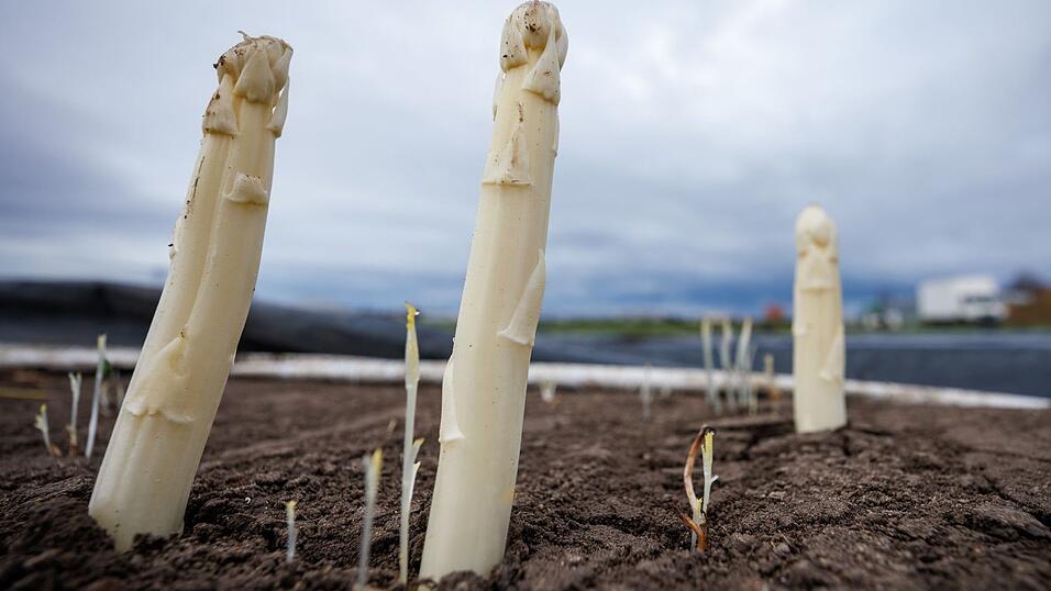 Die Spargelsaison beginnt. (Archivbild)