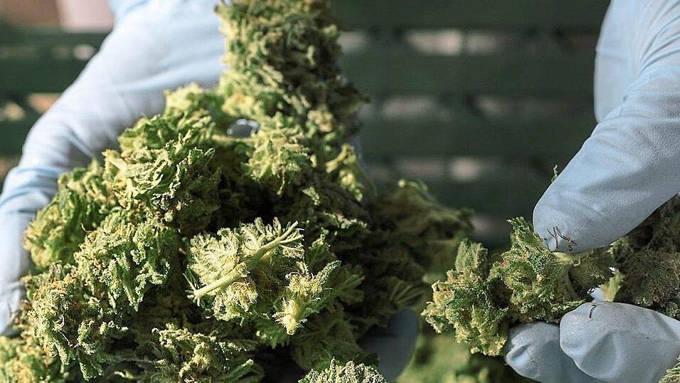 300 Gramm Marihuana wurden im Landkreis Kelheim neben Utensilien zum Anbau der Betäubungsmittel sichergestellt. (Symbolbild)