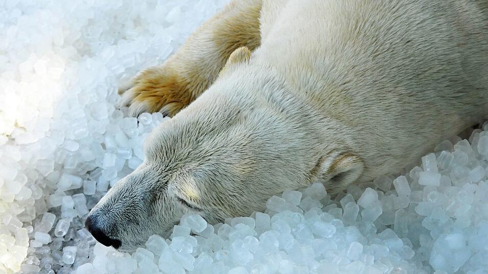 Bald bekommen die Eisbären im Prager Zoo ein neues Gehege. Bald bekommen die Eisbären im Prager Zoo ein neues Gehege.
