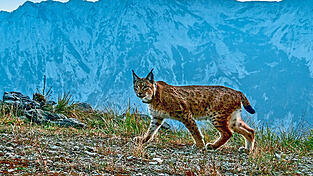 Luchs-Dame 'Skadi', die ein Sendehalsband trägt, ist den beiden Biologen im Nationalpark Kalkalpen schon öfter in die Fotofalle getappt.