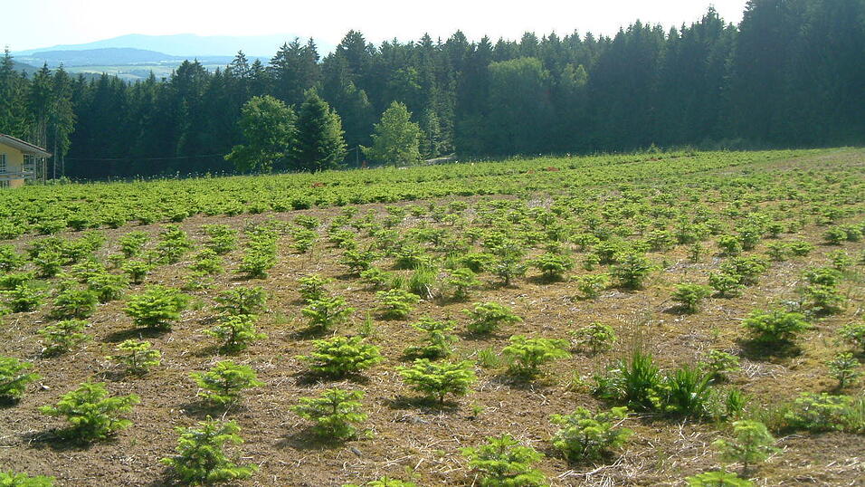 In der Baumschule werden die Samen gepflanzt und wachsen zu kleinen Tannenbäumen heran. Die Christbaumzüchter Heidi und Helmut Stangl kaufen die Minibäume von der Baumschule und pflanzen sie auf die eigenen Felder. (Foto: privat) In der Baumschule werden die Samen gepflanzt und wachsen zu kleinen Tannenbäumen heran. Die Christbaumzüchter Heidi und Helmut Stangl kaufen die Minibäume von der Baumschule und pflanzen sie auf die eigenen Felder. (Foto: privat)