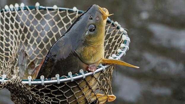 Karpfen (im Bild) und Forellen befanden sich laut Polizei in den Teichen. (Symbolbild) Karpfen (im Bild) und Forellen befanden sich laut Polizei in den Teichen. (Symbolbild)