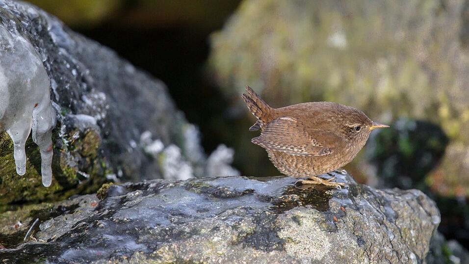 Der Zaunkönig ist etwa zehn Zentimeter groß. Der Zaunkönig ist etwa zehn Zentimeter groß.
