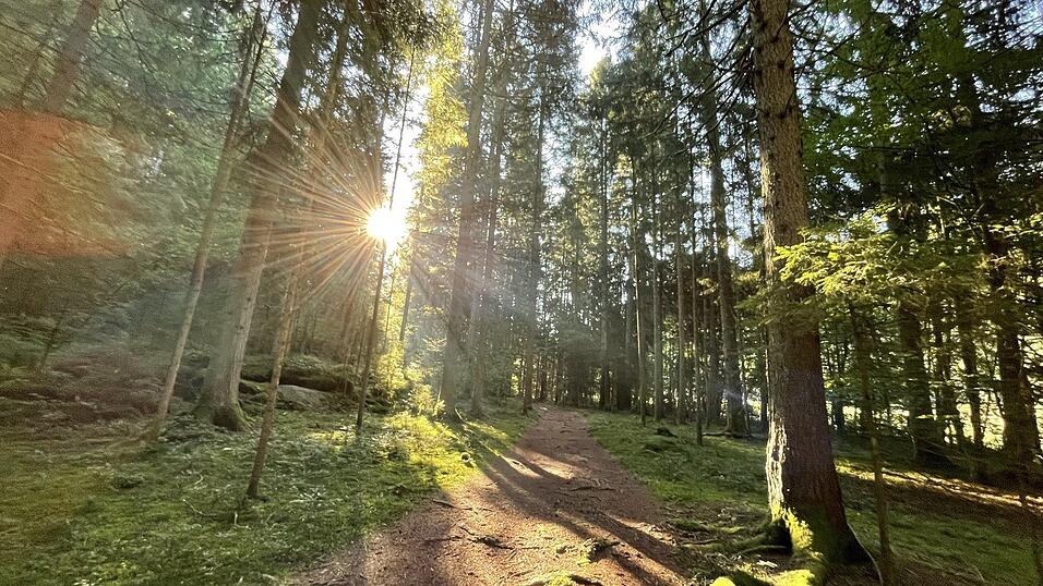 Auf dem Radl f&auml;hrt man durch einen m&auml;rchenhaften Mischwald.
