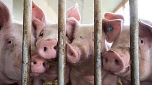 Der Bau tiergerechter Schweineställe bleibt Ziel.