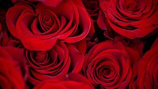 Rosen z&auml;hlen zu den beliebtesten Valentinstagsgeschenken.