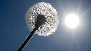 Sonne satt ist f&uuml;r die kommenden Tage in Bayern angek&uuml;ndigt. (Archivbild)