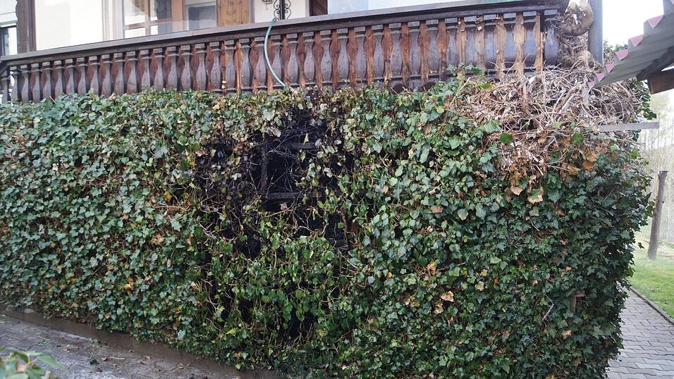 Der brennende Efeu wurde vom Hauseigentümer selbst gelöscht, bevor sich das Feuer ausbreiten konnte. Der brennende Efeu wurde vom Hauseigentümer selbst gelöscht, bevor sich das Feuer ausbreiten konnte.