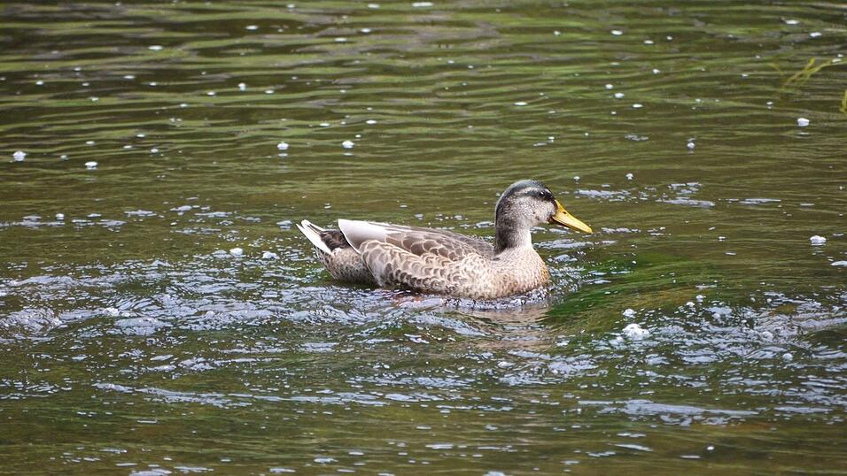 Wunderschönes Ausflugsziel in Passau: die Halser Ilzschleifen. Wunderschönes Ausflugsziel in Passau: die Halser Ilzschleifen.