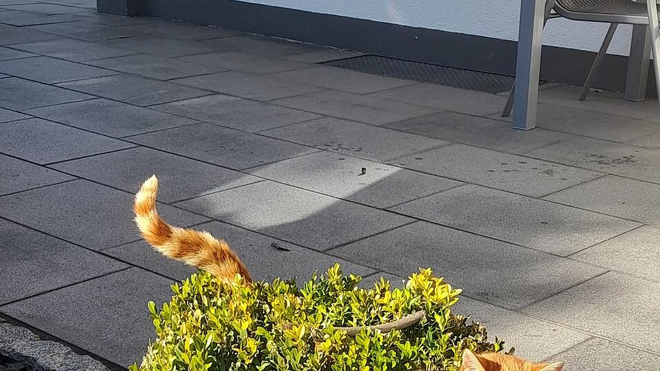 Katze Simba im Buchsbusch