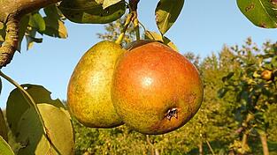 In der Abendsonne leuchtet die Nordh&auml;user Forelle.