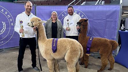Das Team von Sun Star Alpakas aus Trefling war mit19 Tieren in Krefeld und holte zahlreiche Titel.
