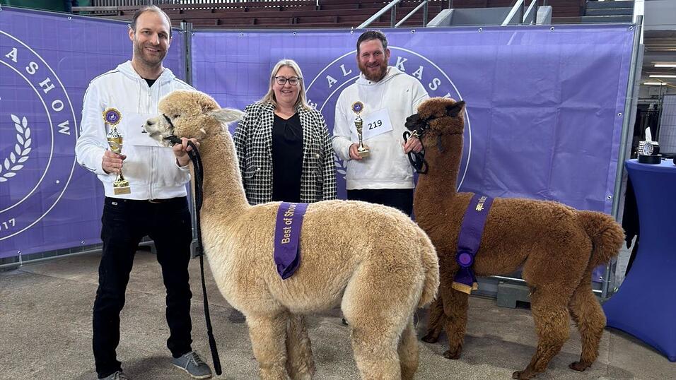 Das Team von Sun Star Alpakas aus Trefling war mit19 Tieren in Krefeld und holte zahlreiche Titel. Das Team von Sun Star Alpakas aus Trefling war mit19 Tieren in Krefeld und holte zahlreiche Titel.