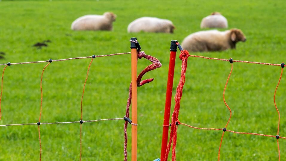 Ein Zaun soll Schafe vor dem Wolf schützen. (Archivbild) Ein Zaun soll Schafe vor dem Wolf schützen. (Archivbild)