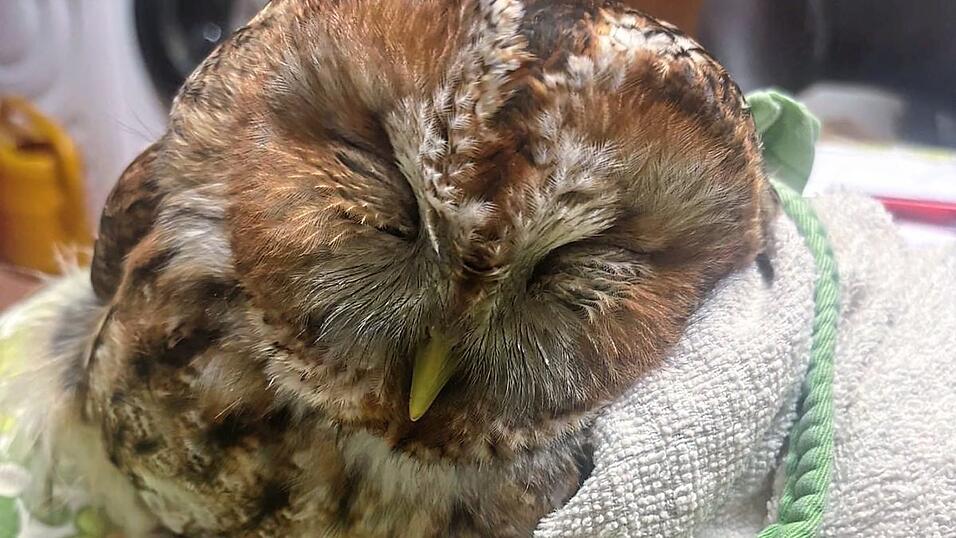 Der verletzte Waldkauz hat Glück gehabt, dass er gerettet wurde. Jetzt hoffen alle Beteiligten auf einen guten Ausgang der OP. Der verletzte Waldkauz hat Glück gehabt, dass er gerettet wurde. Jetzt hoffen alle Beteiligten auf einen guten Ausgang der OP.