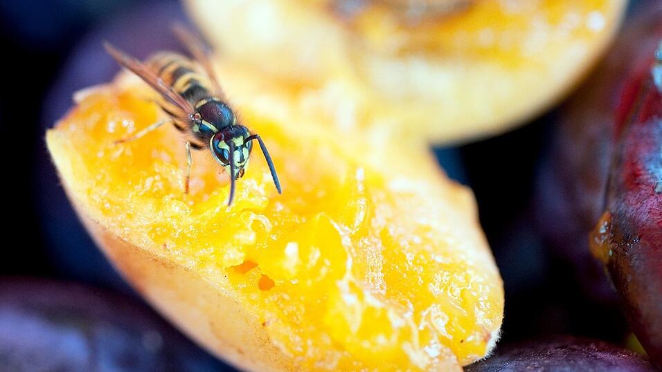 Wenn sich Wespen dem Menschen nähern, haben sie meist keine aggressive Absicht, sondern suchen nach Nahrung.